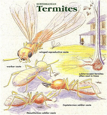 termites2
